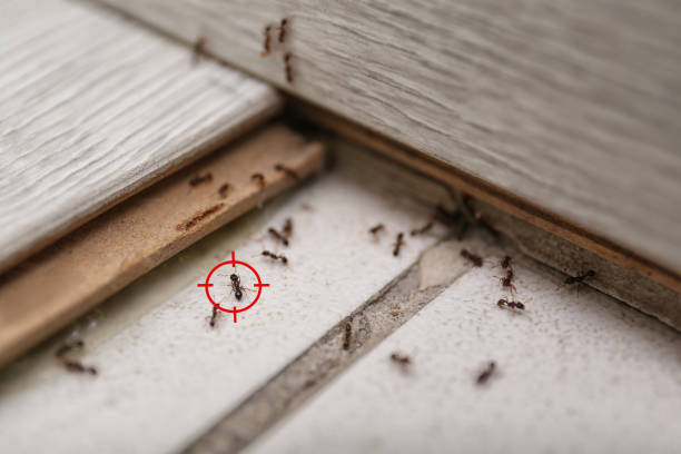 Best Ant Control Services  in Oracle, AZ